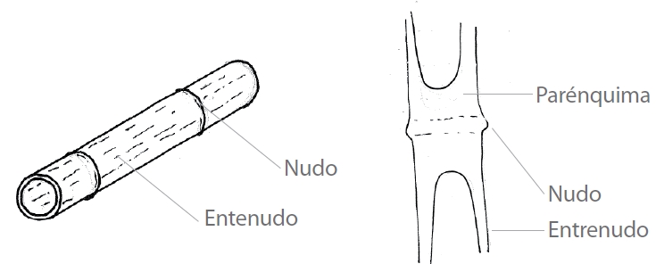 Bambú-tabique transversal
